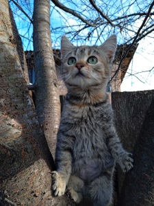 Маленьке кошеня дівчинка