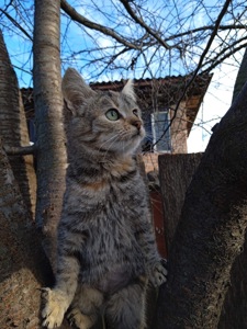 Маленьке кошеня дівчинка