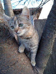 Маленьке кошеня дівчинка