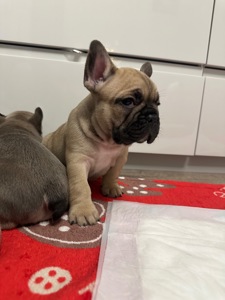 Цуценя французького бульдога