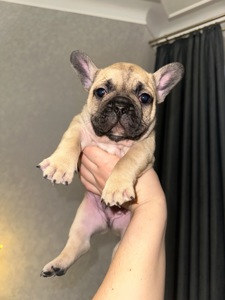 Цуценя французького бульдога