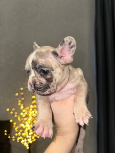 Цуценя французького бульдога