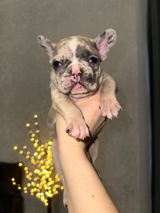 Цуценя французького бульдога