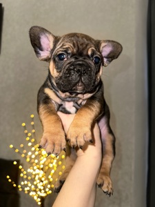 Цуценя французького бульдога