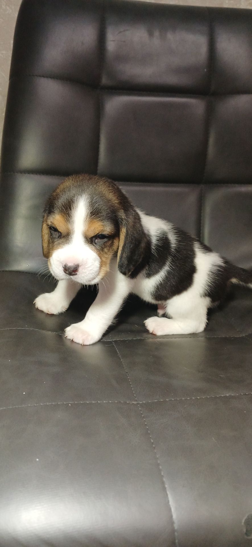 Цуценята Біглі