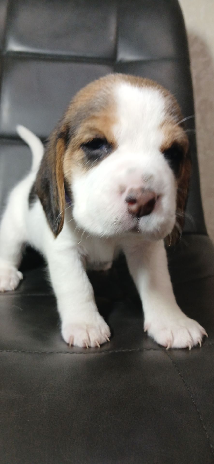 Цуценята Біглі