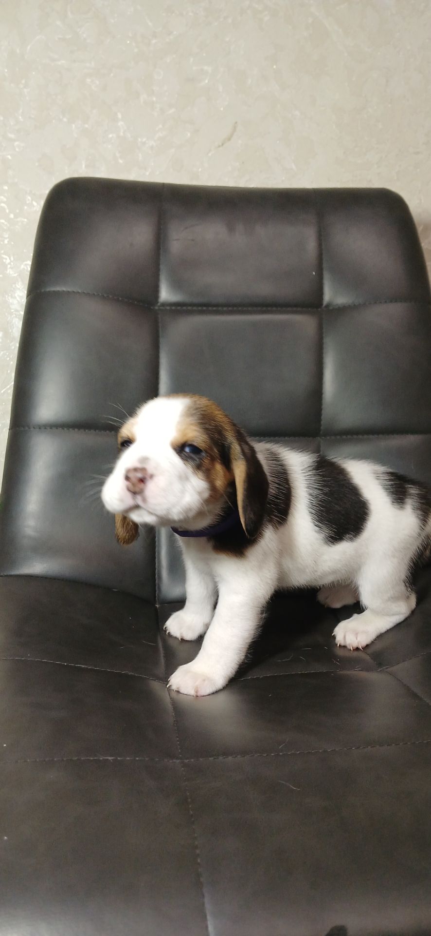 Цуценята Біглі