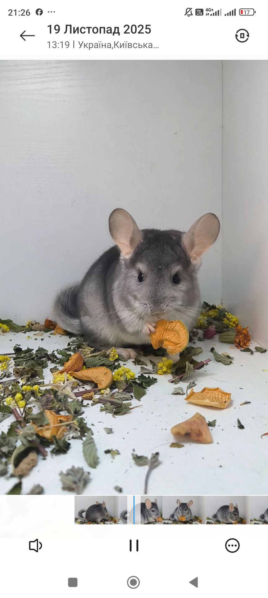 Шиншила хлопчик сапфір носій Фіолету і Ангори