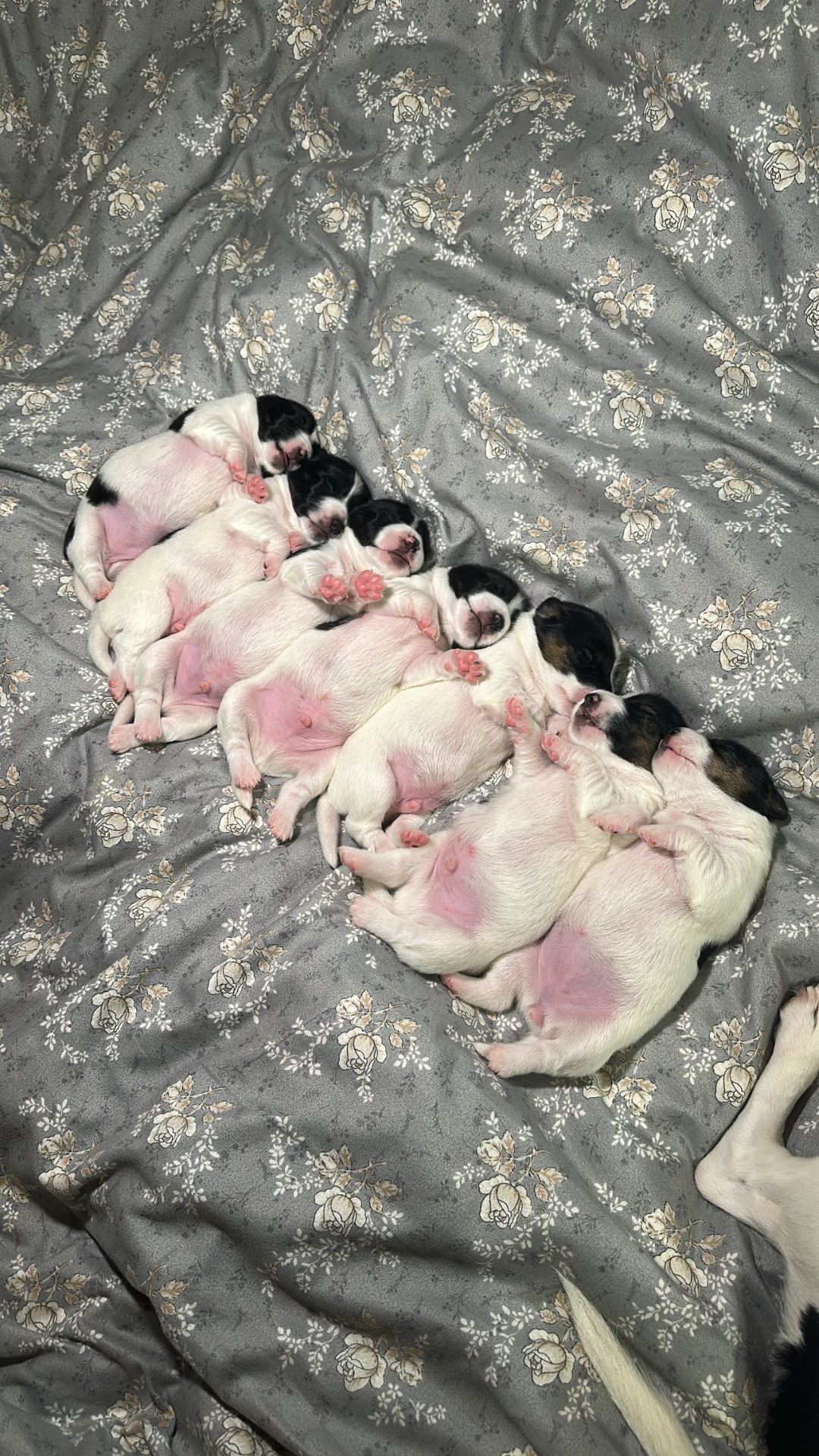 Парсон Расел Терьєр!!!