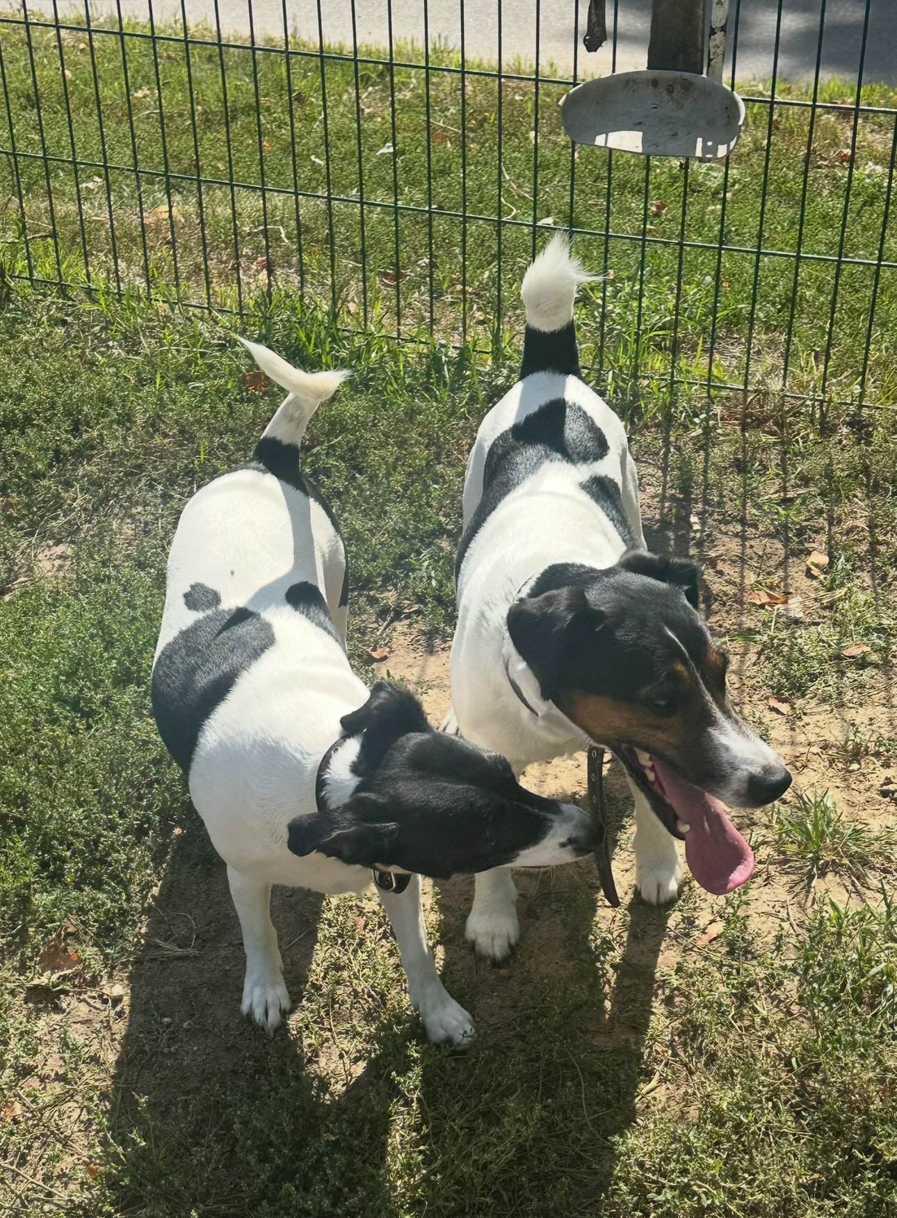 Парсон Расел Терьєр!!!