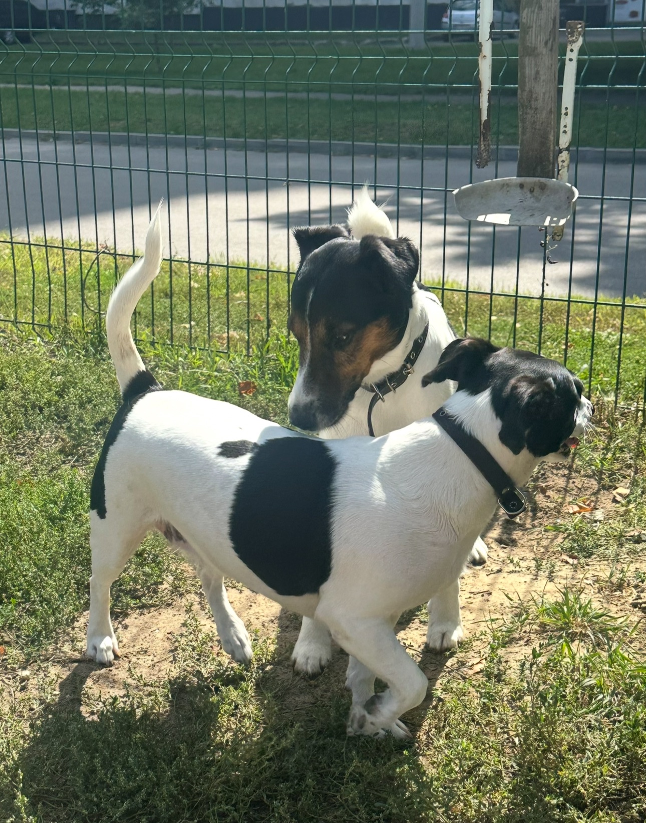 Парсон Расел Терьєр!!!