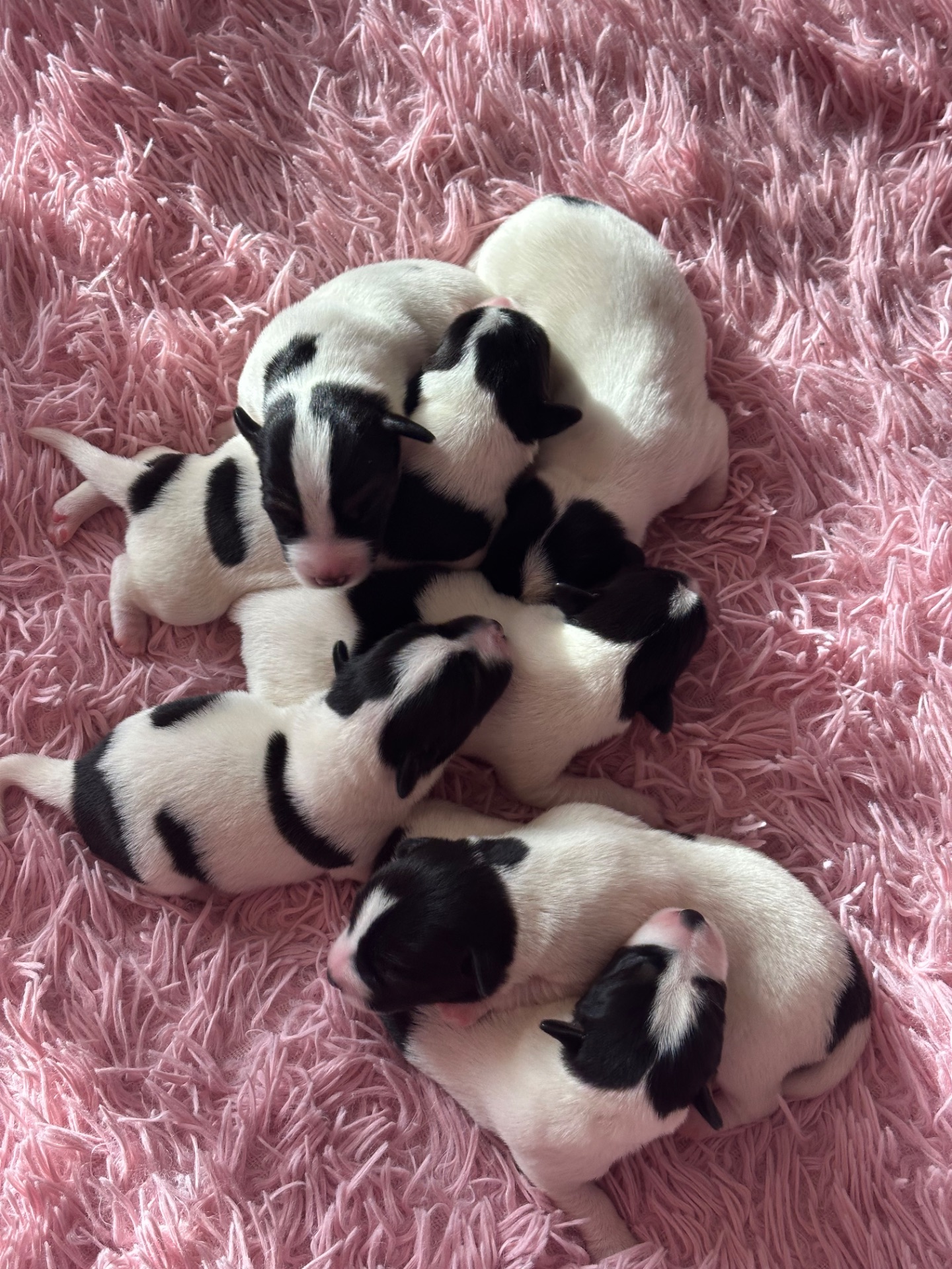 Парсон Расел Терьєр!!!