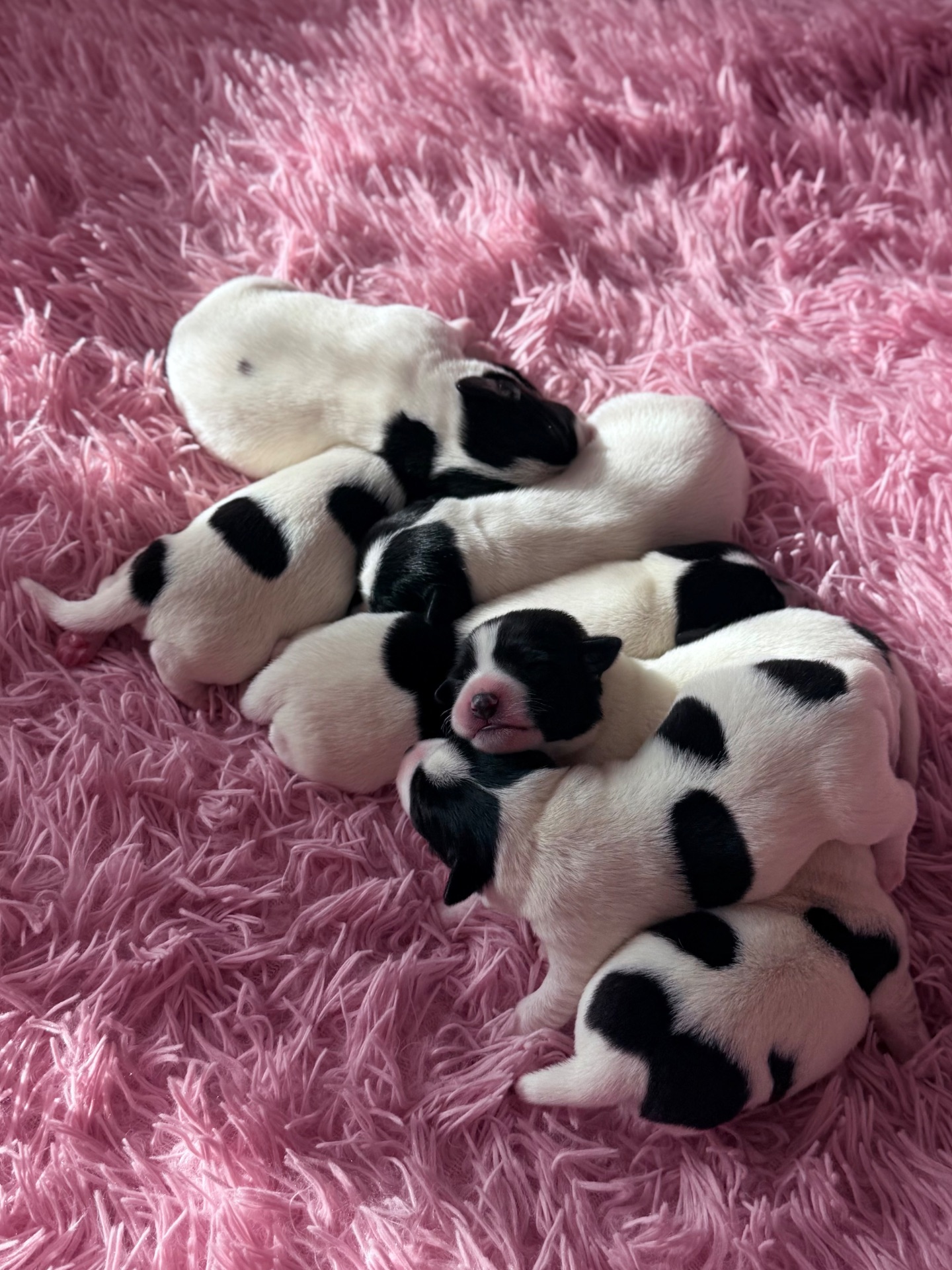 Парсон Расел Терьєр!!!