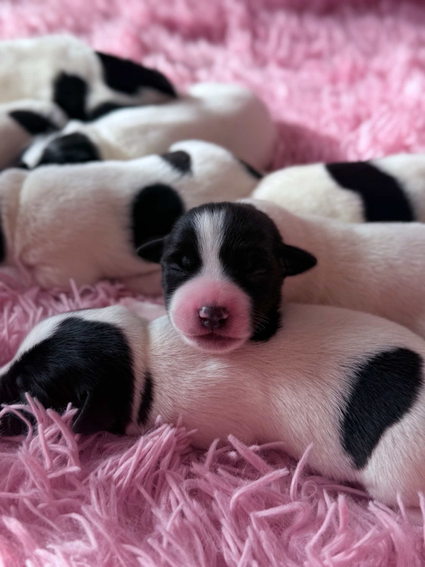 Парсон Расел Терьєр!!!