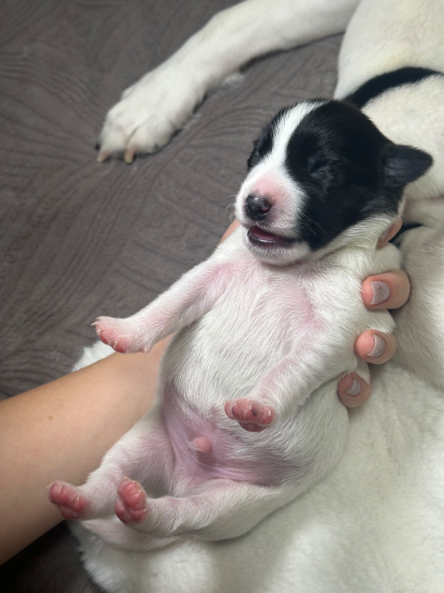 Парсон Расел Терьєр!!!