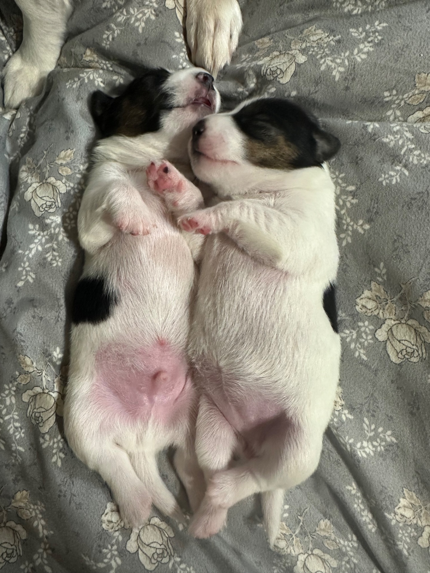 Парсон Расел Терьєр!!!