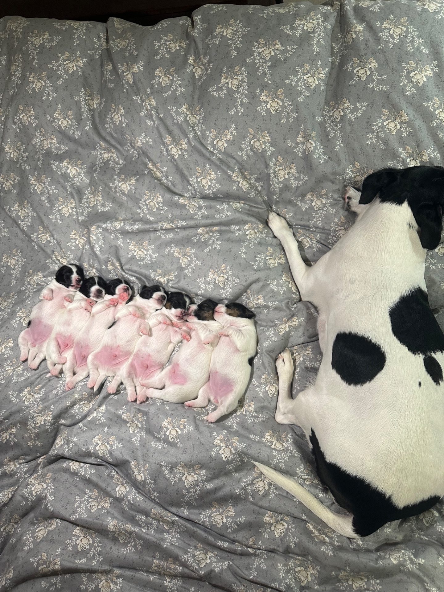 Парсон Расел Терьєр!!!