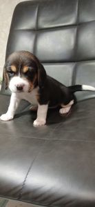 Цуценята Біглі