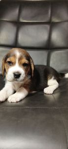 Цуценята Біглі