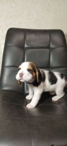 Цуценята Біглі