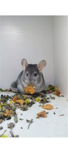 Шиншила хлопчик сапфір носій Фіолету і Ангори