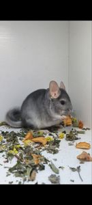 Шиншила хлопчик сапфір носій Фіолету і Ангори