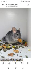 Шиншила хлопчик сапфір носій Фіолету і Ангори