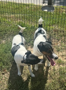 Парсон Расел Терьєр!!!