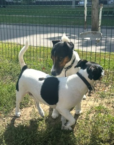 Парсон Расел Терьєр!!!