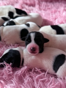 Парсон Расел Терьєр!!!