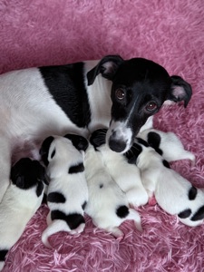 Парсон Расел Терьєр!!!