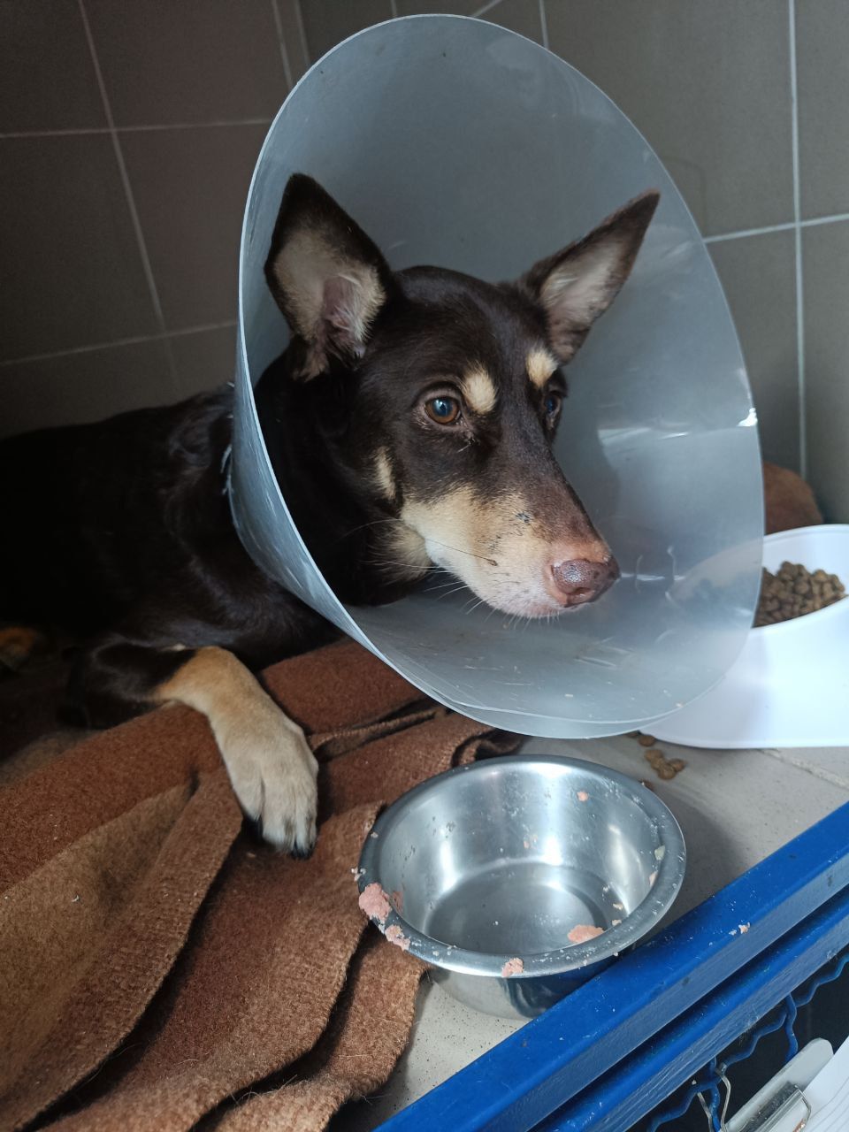 Собачка на трьох лапках але з великим серцем