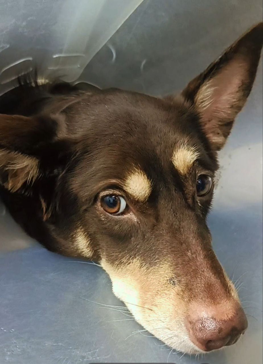 Собачка на трьох лапках але з великим серцем