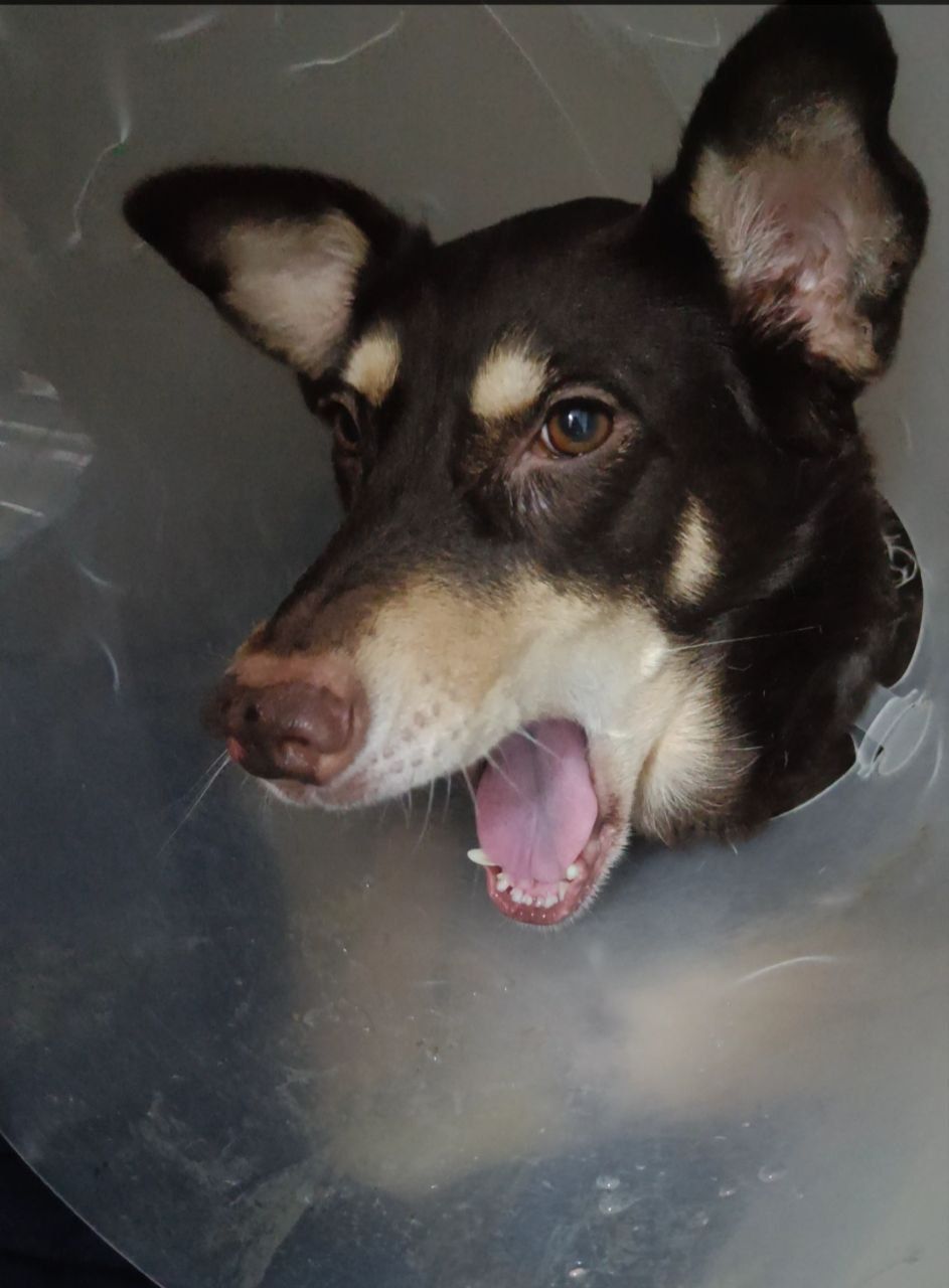 Собачка на трьох лапках але з великим серцем