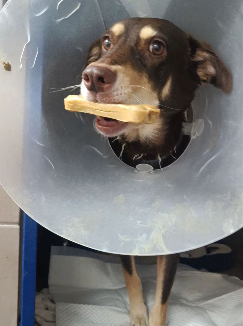 Собачка на трьох лапках але з великим серцем