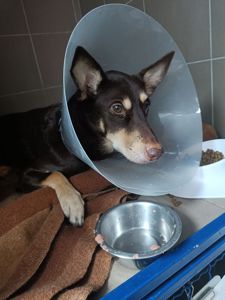 Собачка на трьох лапках але з великим серцем