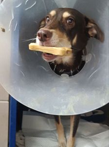 Собачка на трьох лапках але з великим серцем