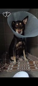 Собачка на трьох лапках але з великим серцем