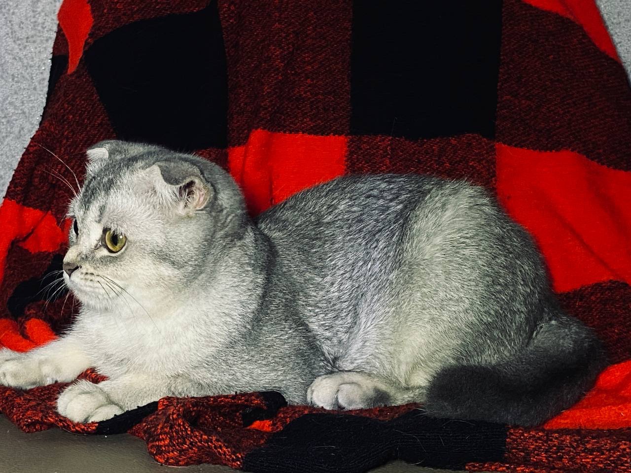 Кошечка скоттиш-фолд