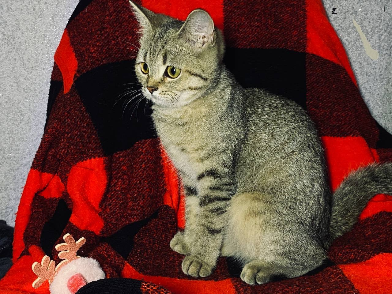 Кошечка скоттиш-страйт