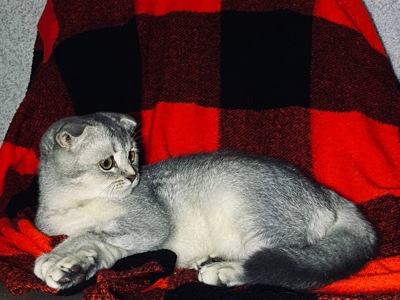 Кошечка скоттиш-фолд