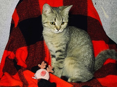 Кошечка скоттиш-страйт