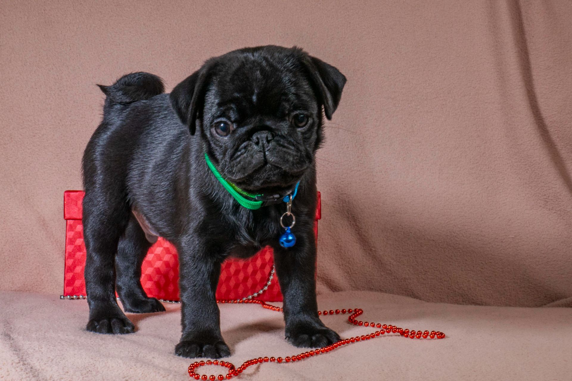 Цуценята Мопса для дому, виставок та розведення!