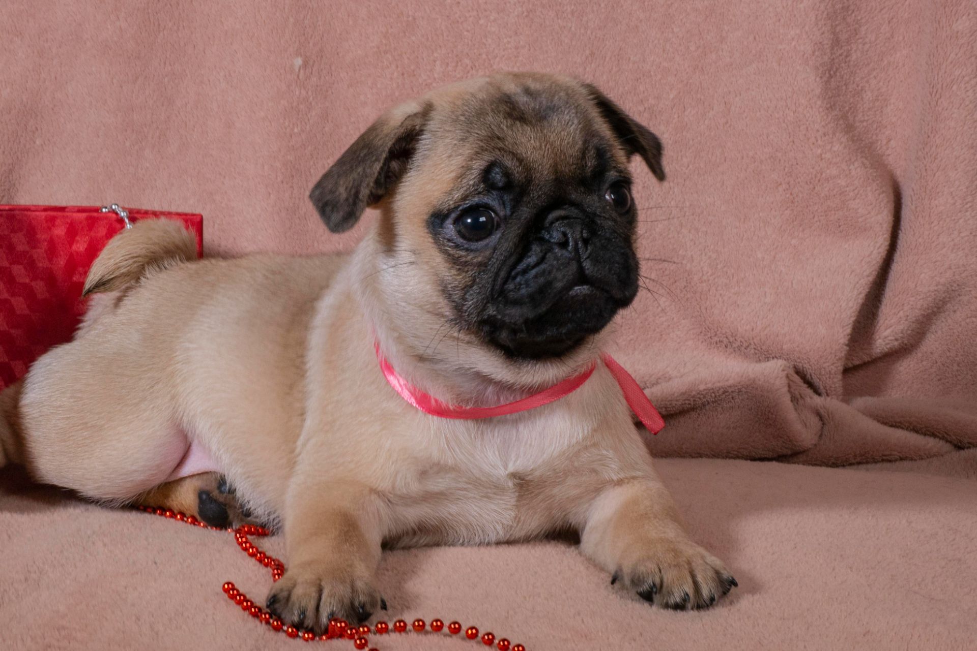 Цуценята Мопса для дому, виставок та розведення!