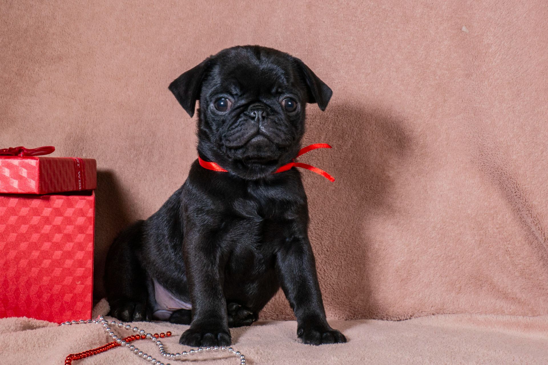 Цуценята Мопса для дому, виставок та розведення!