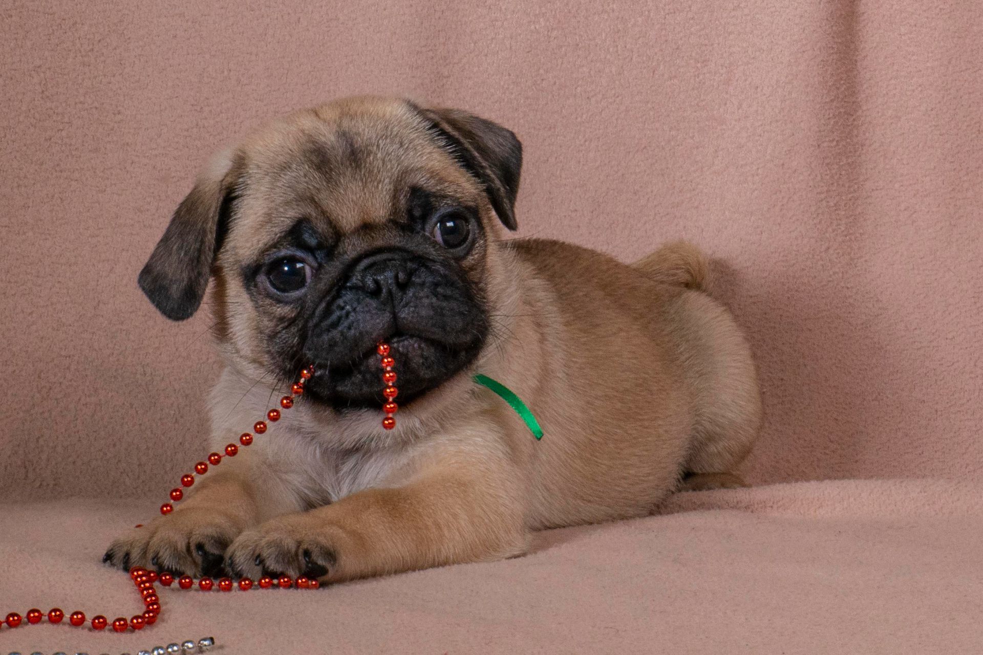 Цуценята Мопса для дому, виставок та розведення!