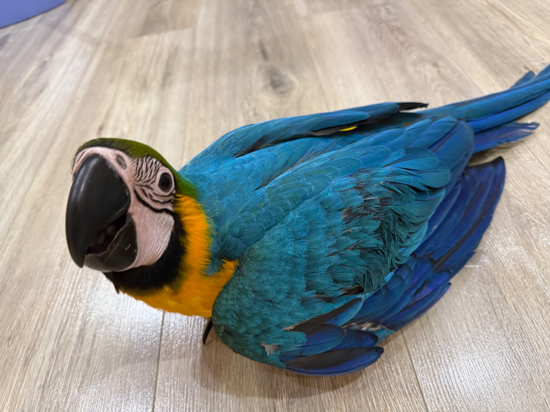 Малюк папуги ара пташеня викормиші