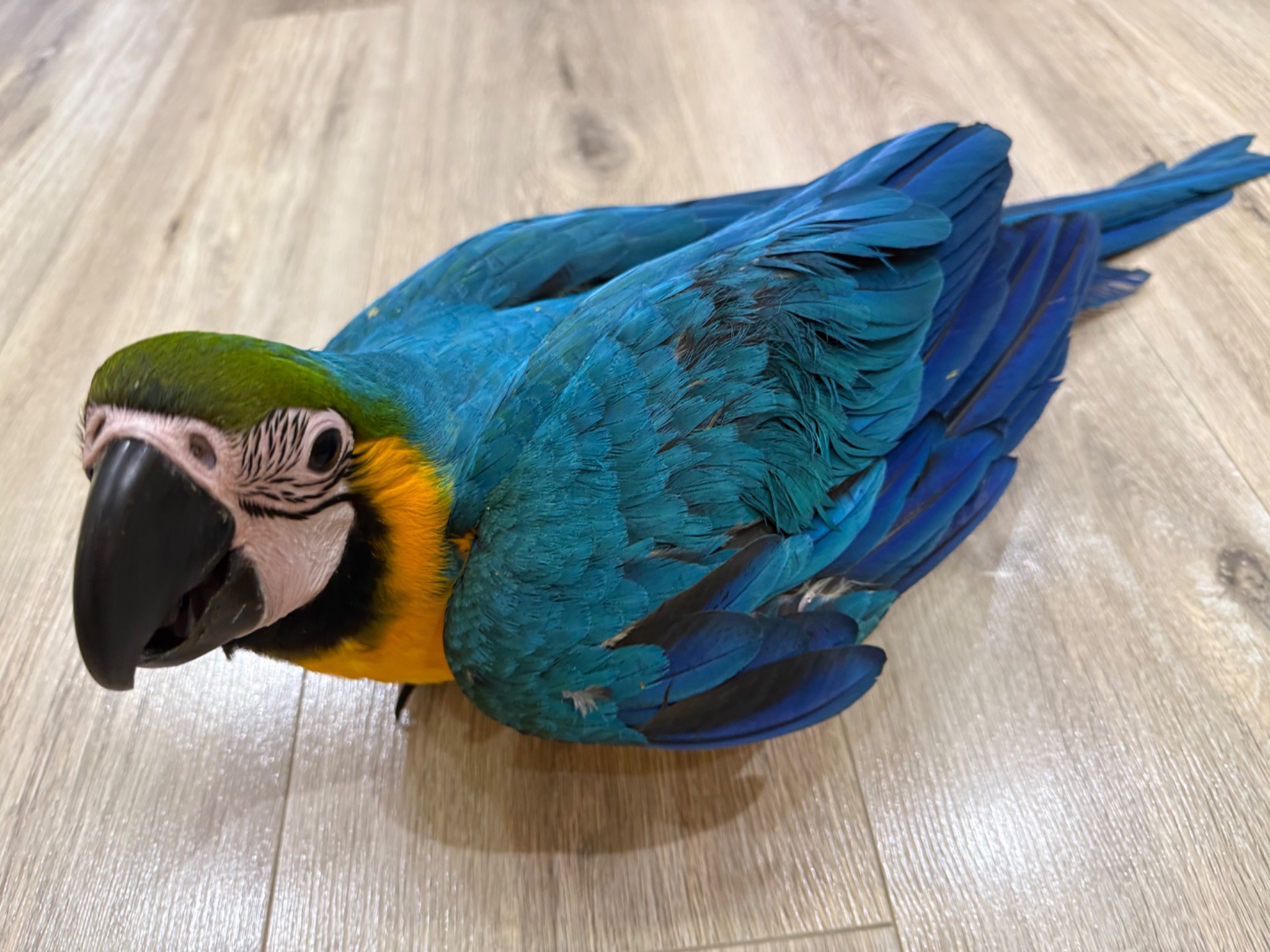 Малюк папуги ара пташеня викормиші