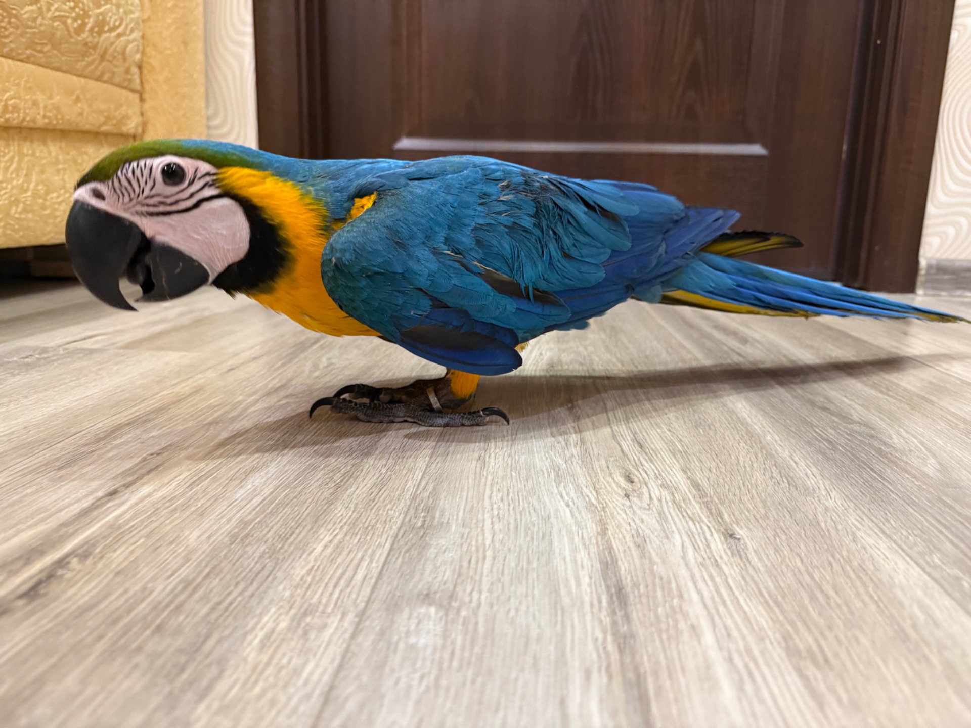 Яскравий малюк папуги Ара пташенятко