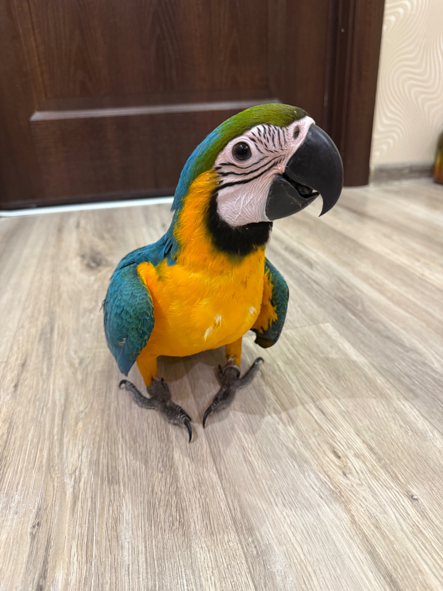 Яскравий малюк папуги Ара пташенятко